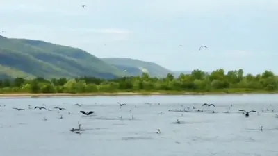 Орлы-могильники начали мигрировать к местам зимовки