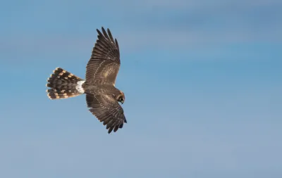 Хищные птицы атакуют любителей бега в Швейцарии : 63.rodina.news