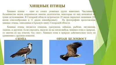 В центре Самары поселились настоящие совы – Новости Самары и Самарской  области – ГТРК Самара