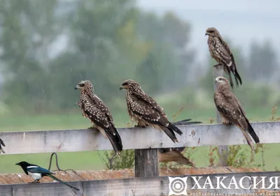 Отряд Дневные хищные птицы (Accipitres, или Falconiformes) (Г. П.  Дементьев) [1970 - - Жизнь животных. Том 5. Птицы]