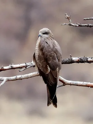 городские птицы | Wild Nature Photo