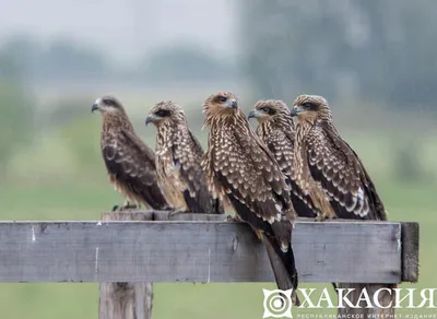 Чёрный коршун | Взгляд на мир через об'ектив | Дзен