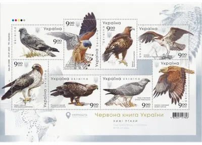 Хищные птицы украины фото фото