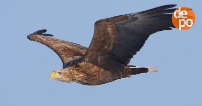В Каменском сделали фотографии, как парами охотились хищные птицы — новости  Днепра