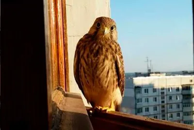 В Харькове заметили хищную птицу (фото) - Status Quo