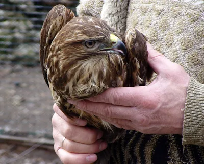 В одесском зоопарке на свободу выпустили хищную птицу | Новости Одессы
