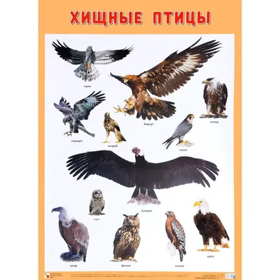 Хищные птицы, , Проф-Пресс купить книгу 978-5-378-25689-1 – Лавка Бабуин,  Киев, Украина