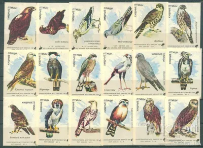 Хищные птицы CITES | Sunrise Legal Company