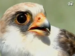 Хищных птиц Прибайкалья выживают двуногие «хищники»