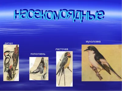 На Урале птицы оказались в западне: рассказываем, как помочь пернатым |  Уральский меридиан