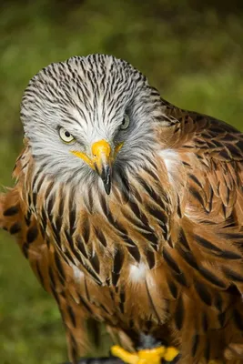 Сапсан Falco peregrinus в Алтайском крае и Республике Алтай – тема научной  статьи по биологическим наукам читайте бесплатно текст  научно-исследовательской работы в электронной библиотеке КиберЛенинка