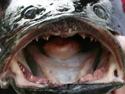 Побережье США атаковали хищные рыбы, которые ползают по суше (ФОТО): читать  на Golos.ua