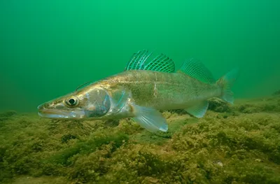 Хищные рыбы, которые обитают в озёрах России | LoviTut.ru (Рыбалка и  Бильярд) | Дзен