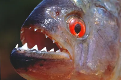 Хищные рыбы или хорошее чувство юмора) | Пикабу