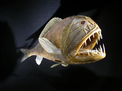 Хищные рыбы пираньи меняют зубы целыми блоками. Но зачем? - Hi-News.ru