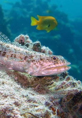 Хищные рыбы - самые опасные и самые распространенные хищные обитатели  глубин (150 фото)