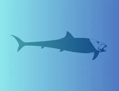 Гуаса: Хищный «камень» Атлантики. Мощная рыба размером с корову ест акул и  устраивает засады дайверам | Пикабу