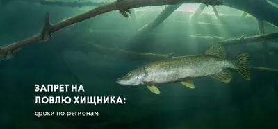 Набор вяленой рыбы Хищник – купить с доставкой по Москве и России