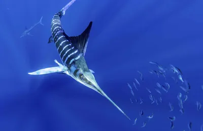 Морские хищники используют антициклонические течения для поиска пищи в  океане