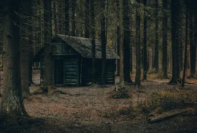 Хижина в лесу | Пикабу