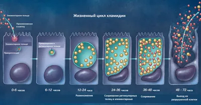 Берут ли в армию с конъюнктивитом? • ПризываНет