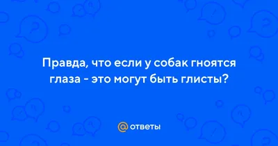 Почему у котенка могут гноиться глаза, основные причины и диагностика