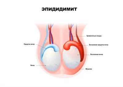 Хламидиоз глаз у собак (52 фото) - картинки sobakovod.club