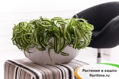 🌿 Хлорофитум Бонни 🌿 растения для дома и офиса