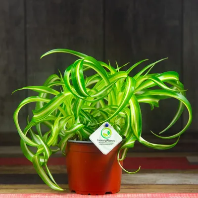 Chlorophytum Bonnie. How easy is it to multiply the curly chlorophytum of  Bonnie? - YouTube