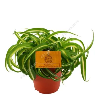 Хлорофитум Бонни кудрявый Chlorophytum Bonnie – Zeebee Market