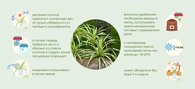 Хлорофитум Бонни(Chlorophytum comosum bonnie) - купить в Минске с  доставкой, цена и фото в интернет-магазине Cvetok.by