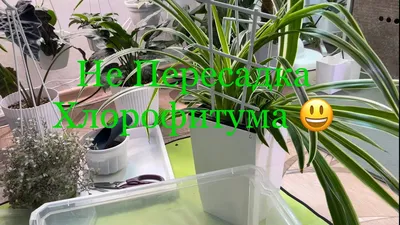 Хлорофитум Океан, Живые растения в Волгограде, купить по цене 1500 RUB,  Цветы в горшках в Freesia с доставкой | Flowwow