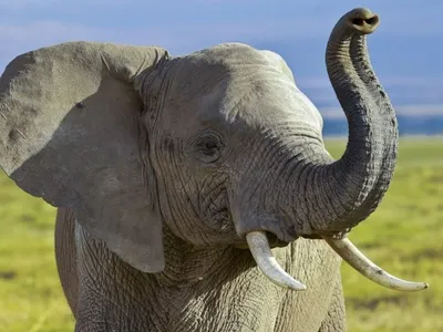 Хобот слонов может быть самым чувствительным органом в животном мире