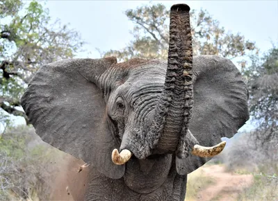 Хобот слона стоковое изображение. изображение насчитывающей кожа - 51568261