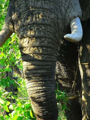 Хобот слона крупным планом, Пхукет, Таиланд / ©Suliman Alatiqi :  r/Popular_Science_Ru
