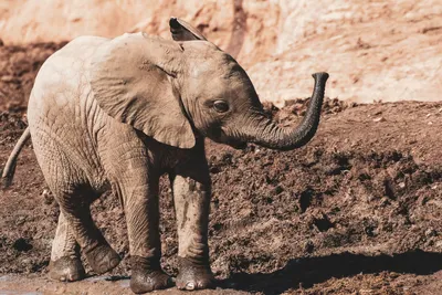 Хобот слона с волосами курчавыми, …» — создано в Шедевруме