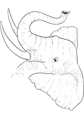Хобот слона пахнуть землей стоковое фото. изображение насчитывающей бивень  - 84525724