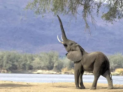 Хобот слона назвали самым чувствительным органом среди животных