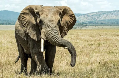 Исследовательский проект «Для чего слону длинный хобот?»?