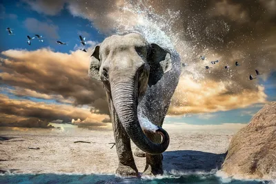 Рыба-слон: В стиле Чернобыля. Отрастила хобот слона для жизни в очень  грязных реках | Пикабу