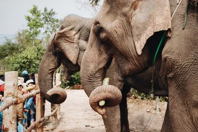 Зачем слону хобот? Что умеет делать самый уникальный «инструмент» в мире  животных | Заметки о животных | Дзен