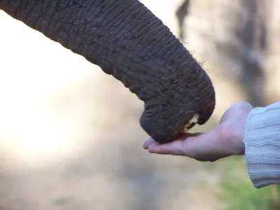 Хобот слона младенца стоковое изображение. изображение насчитывающей ноздря  - 40023379
