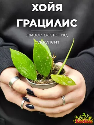 Хойя Грацилис 12/25 купить в Москве с доставкой в интернет магазине Pilea