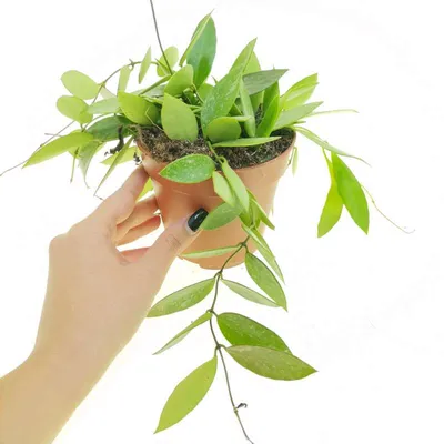 HO MG Hoya MEMORIA (GRACILIS) 5-10 cm or 1 node | Passiflora.ru - Сервис  коллективных заказов