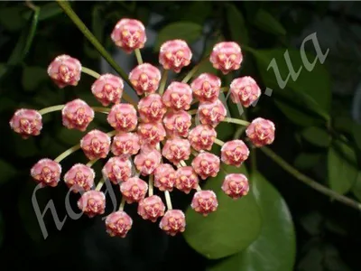 Лиана Хойя грацилис - Хойя изящная- -Hoya Gracilis hanging D14 H40 купить в  Санкт-Петербурге - интернет-магазин комнатных растений Мандарин