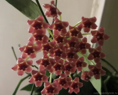 Хойя изящная (Hoya gracilis)