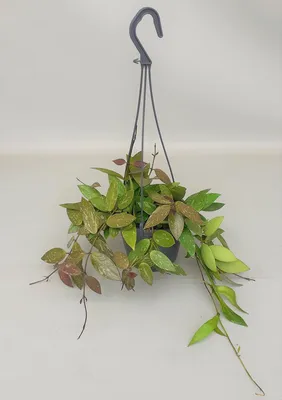 Hoya Gracilis mounted on tree fern slab. Hoya blooming #hoya_cracilis -  YouTube