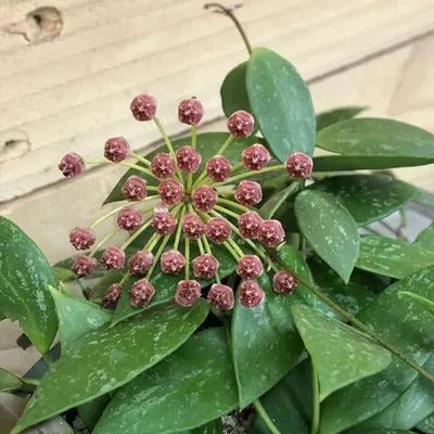 Hoya gracilis — Plant Wholesale FlorAccess