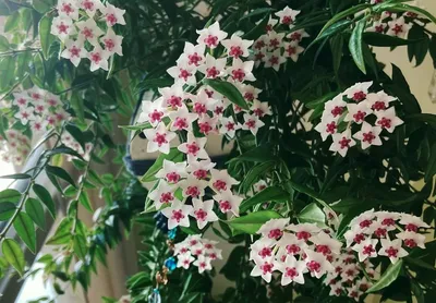 Хойя мультифлора (Hoya multiflora) | Растения хойя, Домашние растения, Идеи  посадки растений