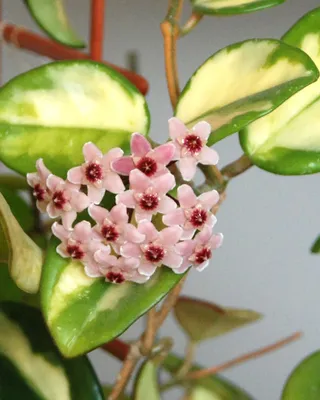 Хойя Вайети ⌀14 40 см купить в Москве с доставкой | Магазин растений Bloom  Story (Блум Стори)